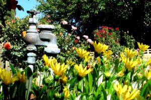 Spring Plumbing Maintenance Tips